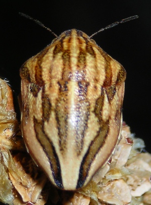 Odontotarsus purpureolineatus (Heteroptera, Scutelleridae)